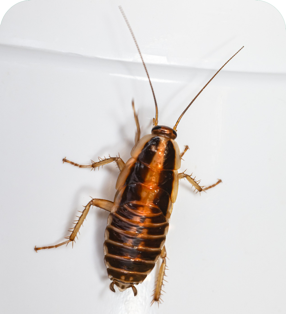 Cockroach Pest control Services in Kalyan